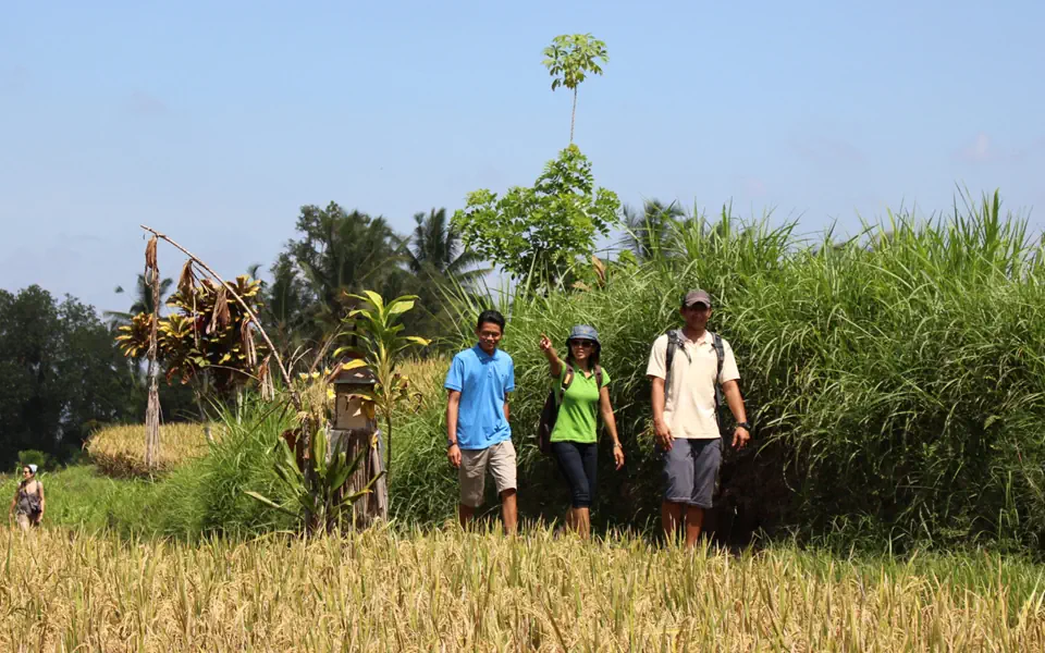 Rice Paddy Trekking